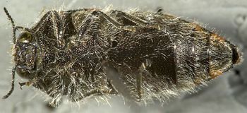 Media type: image;   Entomology 24428 Aspect: habitus ventral view